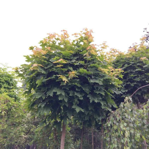 Klon pospolity „Globosum” – Acer platanoides „Globosum” - Ogrody Marka